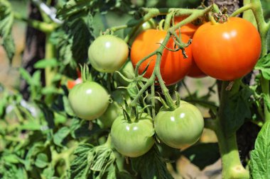 Bir bahçe Homegrown domates 