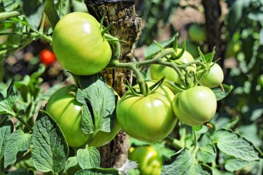 Bir bahçe Homegrown domates 