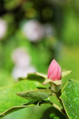 Ayva bud ve bahar çiçek