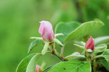 Ayva bud ve bahar çiçek