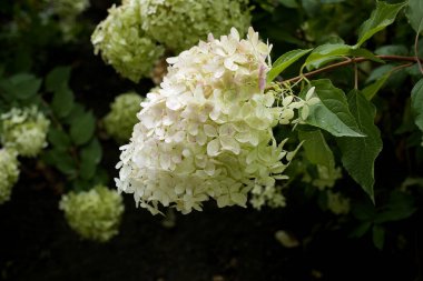 Büyük beyaz-yeşil çiçek kümeleri yemyeşil yaprakların arasında paniklemiş ortancalar. Süslü çalıları, doğal çiçekleri ve botanik güzelliği olan bir yaz bahçesi. Bahçe, botanik ve peyzaj tasarımı kavramı.