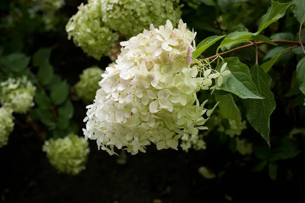 Büyük beyaz-yeşil çiçek kümeleri yemyeşil yaprakların arasında paniklemiş ortancalar. Süslü çalıları, doğal çiçekleri ve botanik güzelliği olan bir yaz bahçesi. Bahçe, botanik ve peyzaj tasarımı kavramı.