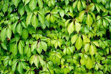 Parlak yeşil yaprakların ve yağmur damlalarının arka planı. Tasarım ve illüstrasyon için doğal bitki dokusu.