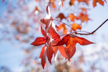 Parlak güneş ışığı, kırmızı ve altın sonbahar yapraklarıyla dolu renkli bir ağacın gölgesinde parlıyor. Sonbahar mevsiminin sıcaklığını ve doğal güzelliğini, sakin ve sakin bir ormanı kaplıyor.