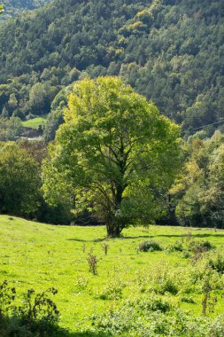 Çimenli bir tarlanın ortasında tek bir canlı yeşil ağaç duruyor. Etrafı yuvarlanan orman tepeleriyle çevrili ve yumuşak gün ışığında yıkanmış kırsal alanın barışçıl ve bozulmamış güzelliğini mükemmel bir doğal uyum içinde yakalıyor.