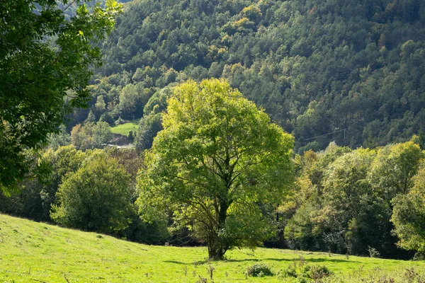 Çimenli bir tarlanın ortasında tek bir canlı yeşil ağaç duruyor. Etrafı yuvarlanan orman tepeleriyle çevrili ve yumuşak gün ışığında yıkanmış kırsal alanın barışçıl ve bozulmamış güzelliğini mükemmel bir doğal uyum içinde yakalıyor.