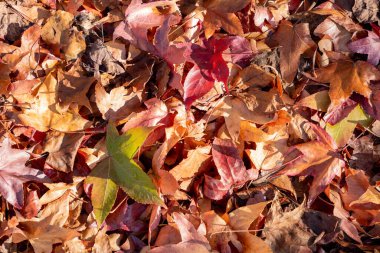 Canlı yeşil bir yaprak, sabah çiğ damlalarıyla kaplı kırmızı sonbahar yaprakları üzerinde uzanır. Doğal ışık ve sonbahar atmosferiyle dolu huzurlu bir ortamda mevsimsel kontrastı ve yüzey dokusunu vurgular.