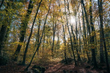 Huzurlu bir sonbahar ormanı sahnesinde yosun ve renkli yapraklarla kaplı dikey ağaçlar sıcak güneş ışığı altında parlayarak yürümek ve doğa fotoğrafçılığı için mükemmel bir doğal ortam yaratıyor.