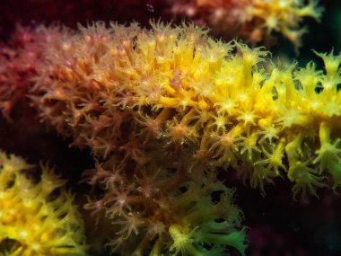 Tropikal bir resif ortamında çekilen canlı sarı yumuşak mercanın yakın plan görüntüsü, renkli ve biyolojik çeşitlilikteki okyanus ortamında hassas deniz polipleri ve doğal dokuları sergiliyor.