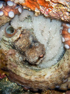 Janolus soğuk su çıplak dalıdır.