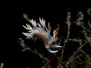 Canlı bir mor çıplaklık deniz bitkileriyle çevrili bir sualtı yüzeyinde süzülür ve doğal ortamlarında deniz canlılarının narin ve karmaşık güzelliklerini gösterir.