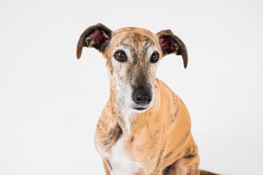 Güzel brindle köpeği beyaz bir stüdyoda poz veriyor sakin ve zarif bir duruş sergiliyor zarafet ve tetikte