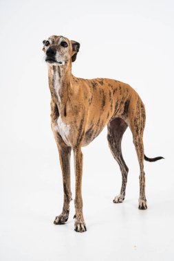 Güzel brindle köpeği beyaz bir stüdyoda poz veriyor sakin ve zarif bir duruş sergiliyor zarafet ve tetikte