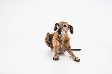 Güzel brindle köpeği beyaz bir stüdyoda poz veriyor sakin ve zarif bir duruş sergiliyor zarafet ve tetikte