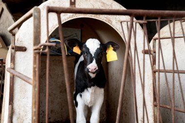 Kulaklıklı genç bir süt kuzusu, paslı metal bir muhafaza ile çevrili bir kulübede tek başına duruyor.