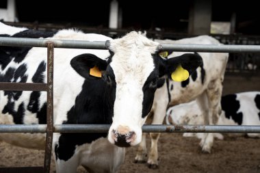 Kırsal bir çiftlik hayvancılık binasında, kulaklık takan bir kapının arkasında genç siyah beyaz bir ineğin resmi.