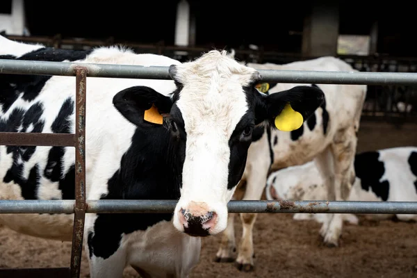 Kırsal bir çiftlik hayvancılık binasında, kulaklık takan bir kapının arkasında genç siyah beyaz bir ineğin resmi.