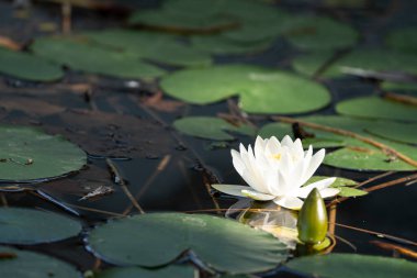 Narin beyaz bir nilüfer, yeşil nilüferlerle çevrili doğal bir göletin durgun yüzeyinde durgun bir şekilde süzülür ve yumuşak güneş ışığıyla yıkanır. Bu, zarafet, saflık ve sükuneti yakın bir botanik anında yansıtır.