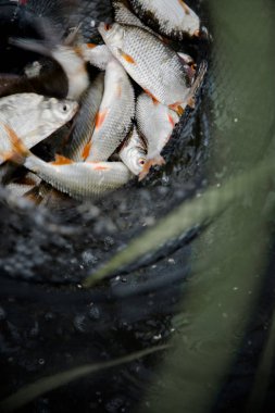 balıkçılık ve eğlence için yaz aylarında yakalamak