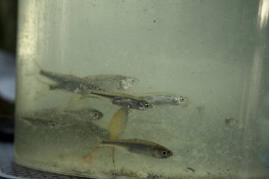 balıkçılık ve eğlence için yaz aylarında yakalamak