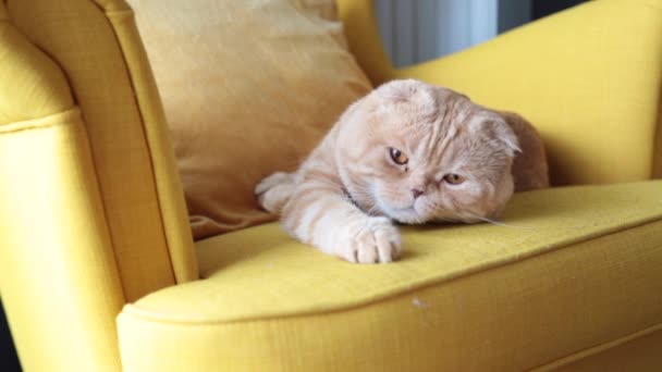 Krásná Červená Skotská Skládací Kočka Sedí Křesle Dívá Kamery Myje — Stock video