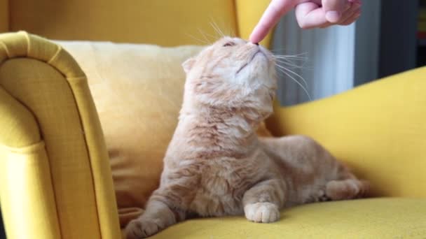 스코틀랜드의 아름다운 고양이가 의자에 카메라를 있습니다 과놀고 손으로 먹이를 부드러움 — 비디오