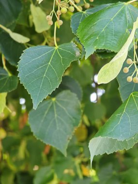 Dallardan sarkan çeşitli yeşil yapraklar, yemyeşil bir bahçedeki sıcak güneş ışığıyla aydınlatılıyor. Yaprak yapısının ayrıntıları açıkça görülüyor, doğanın güzelliğini vurguluyor..