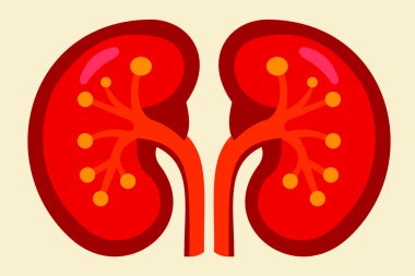 İnsan böbreğinin vektör çizimi, renal sistemin detaylı anatomisini ve işlevini gösteriyor. Eğitim, tıbbi veya bilgilendirici amaçlar için ideal.