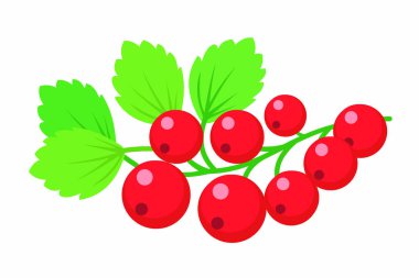 Olgun kırmızı üzümlü yeşil yapraklı gerçekçi vektör çizimi. Gıda ambalajı, sağlıklı yaşam tarzı kavramları, doğal ürünler, yaz meyveleri, etiketler ve dekoratif ürünler için mükemmel.