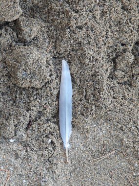 Narin, beyaz bir tüy doğal bir ortamda yumuşak, bronz bir kumun üzerinde yatar. Güneş ışığı ince detaylarını vurgular, huzurlu ve huzurlu bir atmosfer yaratır..