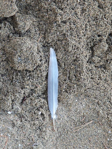 Narin, beyaz bir tüy doğal bir ortamda yumuşak, bronz bir kumun üzerinde yatar. Güneş ışığı ince detaylarını vurgular, huzurlu ve huzurlu bir atmosfer yaratır..