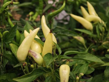 Bright yellow chili peppers are ripening on green plants in a vibrant garden. The healthy leaves frame the chilies, showcasing their curved shapes in a sunny environment.
