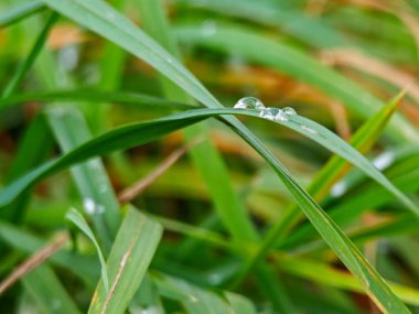 Dew drops glisten on green grass blades in a quiet garden. The photo captures the serene beauty of nature at dawn. The soft light enhances the lush greenery and fresh atmosphere.