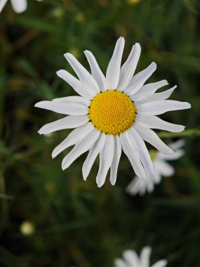 A bright white daisy stands out among green foliage on a sunny summer afternoon. Its yellow center adds a cheerful touch to the vibrant landscape.