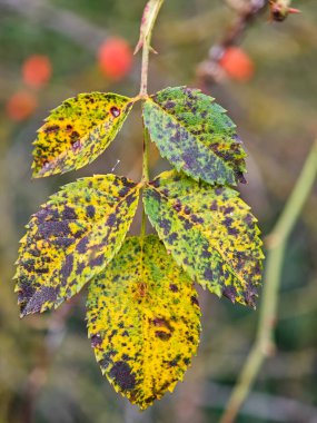 Bright yellow and green leaves with spots are seen close-up against a blurred background of red berries. This captures the beauty of autumn foliage and nature's color changes.