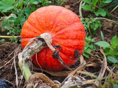 A vibrant orange pumpkin rests on the ground, still attached to its vine, surrounded by green leaves in a garden. It's harvest season, showcasing natures bounty