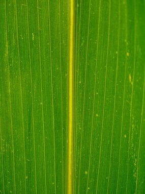 A detailed close-up of a green leaf reveals its vibrant texture and fine lines, highlighting its natural beauty. The soft light enhances the intricate patterns found on the leaf's surface.