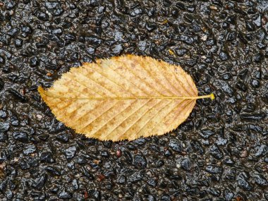 A single brown leaf rests on a rain-soaked pavement, showcasing its intricate veins. The scene reflects the beauty of autumn during a calm, overcast day in an urban environment.