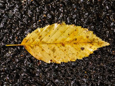 A single yellow leaf lies on the dark, wet pavement, showcasing droplets of water. This scene highlights the beauty of autumn and the transition of seasons.