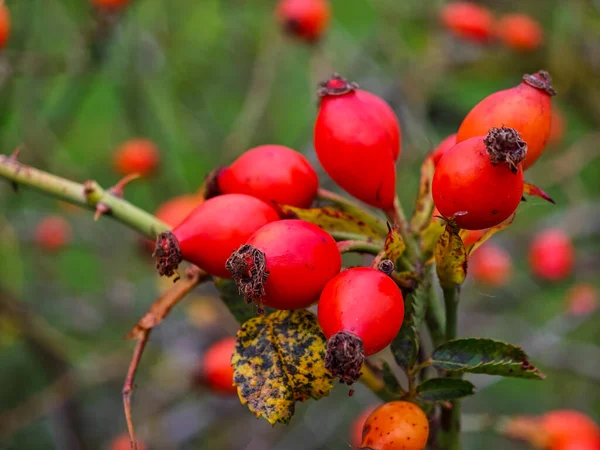 Bright red rose hips cling to a thorny branch in a vibrant garden. Their rich color stands out against the green background, showcasing the beauty of nature in late autumn.