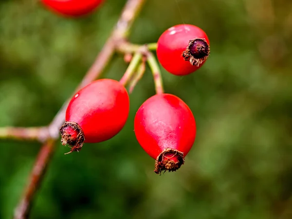 A single bright red rose hip is attached to a thorny branch, surrounded by vibrant green foliage in a garden setting during daylight.