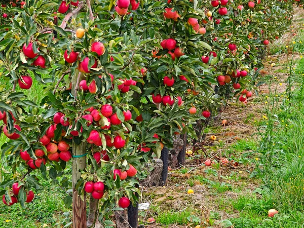 Bright red apples dangle from lush green trees in a thriving orchard. The scene captures the essence of autumn, showcasing ripe fruit ready for picking under a clear blue sky.