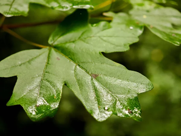 A vibrant green maple leaf is displayed in close-up, highlighting its smooth surface and intricate veins. The leaf is surrounded by green foliage in a tranquil forest environment.