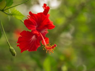 Bulanık bir arka plan üzerinde kırmızı tropikal çiçek