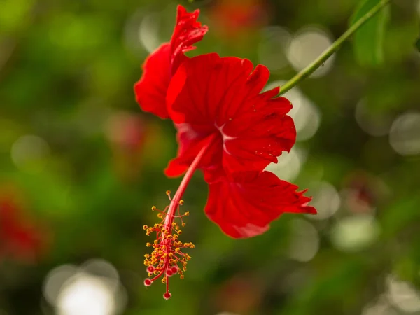 Fleur Rouge Sur Fond Flou — Photo