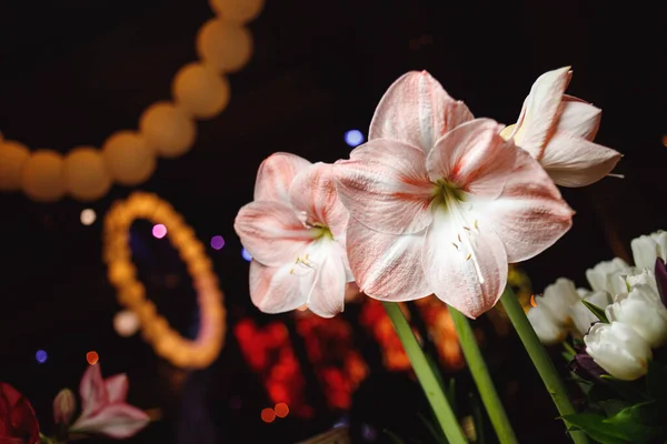Hibiscus Een Transparante Vaas Hoogwaardige Foto — Stockfoto
