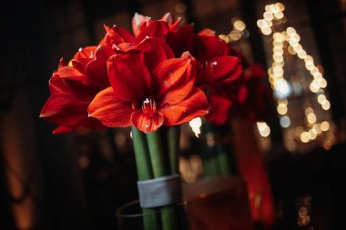 Şeffaf bir vazoda Hibiscus. Kaliteli fotoğraf