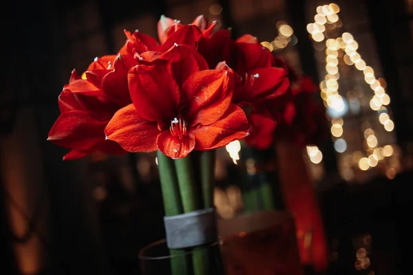 Hibiscus Dans Vase Transparent Photo Haute Qualité — Photo