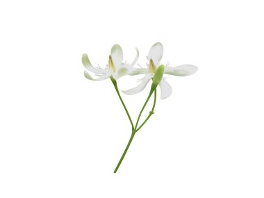 Beyaz arka planda izole edilmiş Wrightia tinctoria ya da Pala çivit çiçekleri