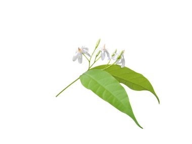 Wrightia tinctoria ya da Pala indigo çiçekli kökleri ve beyaz arka planda izole edilmiş yapraklar